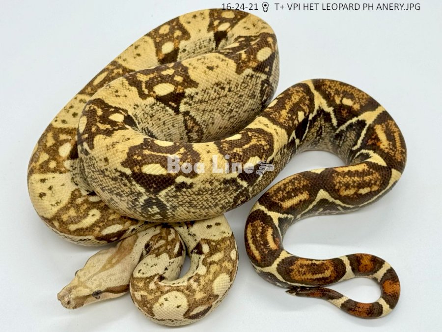 T+ VPI HET LEOPARD PH ANERY